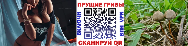 Галлюциногенные грибы Psilocybine cubensis  MEGA tor  Новое Девяткино  закладки 